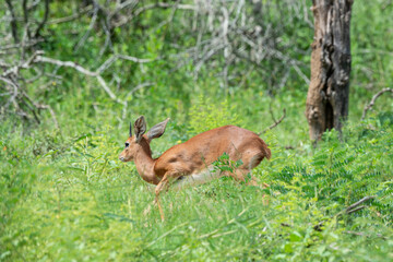 Oribi, Ourébi, Bleebok, Ourebia ourebi