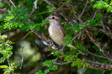 Pie grièche écorcheur,.Lanius collurio, Red backed Shrike