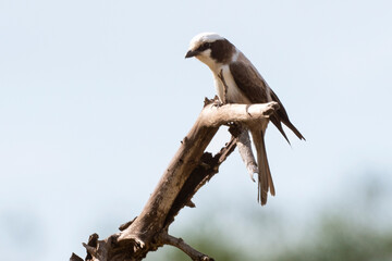 Eurocéphale à couronne blanche,.Eurocephalus anguitimens, Southern White crowned Shrike