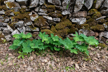 Sceau de Salomon; Polygonatum odoratum