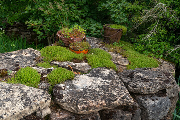 Orpin, sedum