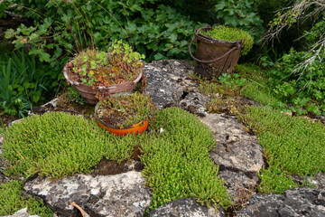 Orpin, sedum