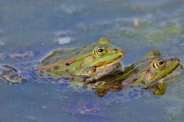 Edible frogs are making love, botanical garden, Kassel