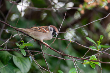 a sparrow in my garden