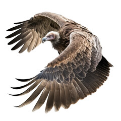 Naklejka premium vulture on a transparant background, PNG, Generative Ai