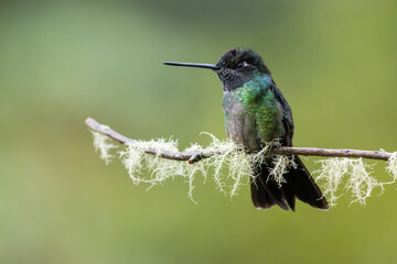 Magnificent hummingbird (Eugenes fulgens), perched on a branch in Costa Rica.