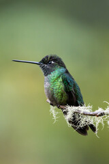 Magnificent hummingbird (Eugenes fulgens), resting on a branch in Costa Rica