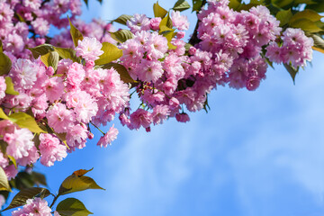 Close-up of a branch of pink sakura blossoms.