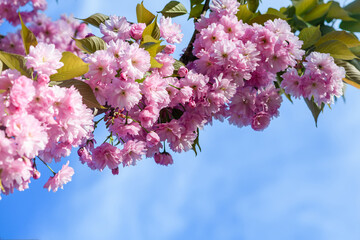 Close-up of a branch of pink sakura blossoms.