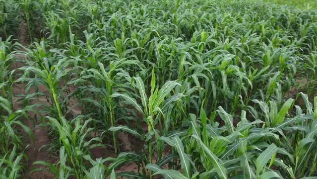AGRICULTOR NA PLANTA&Ccedil;&Atilde;O, NORDESTINO, AGRICULTOR, LAVRADOR, HOMEM DO CAMPO, FILHO DO SERT&Atilde;O, RO&Ccedil;ADO, PLANTA&Ccedil;&Atilde;O, AGRICULTOR, AGRICULTOR COM ENXADA, RAGRICULTOR NO RO&Ccedil;ADO