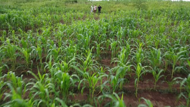 AGRICULTOR NA PLANTA&Ccedil;&Atilde;O, NORDESTINO, AGRICULTOR, LAVRADOR, HOMEM DO CAMPO, FILHO DO SERT&Atilde;O, RO&Ccedil;ADO, PLANTA&Ccedil;&Atilde;O, AGRICULTOR, AGRICULTOR COM ENXADA, RAGRICULTOR NO RO&Ccedil;ADO