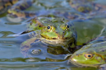 Portrait of an edible frog at the botanical garden in Kassel