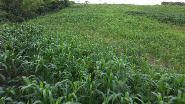 AGRICULTOR NA PLANTA&Ccedil;&Atilde;O, NORDESTINO, AGRICULTOR, LAVRADOR, HOMEM DO CAMPO, FILHO DO SERT&Atilde;O, RO&Ccedil;ADO, PLANTA&Ccedil;&Atilde;O, AGRICULTOR, AGRICULTOR COM ENXADA, RAGRICULTOR NO RO&Ccedil;ADO