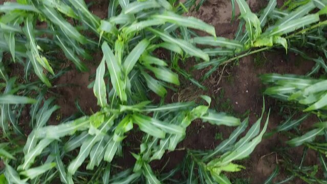 AGRICULTOR NA PLANTA&Ccedil;&Atilde;O, NORDESTINO, AGRICULTOR, LAVRADOR, HOMEM DO CAMPO, FILHO DO SERT&Atilde;O, RO&Ccedil;ADO, PLANTA&Ccedil;&Atilde;O, AGRICULTOR, AGRICULTOR COM ENXADA, RAGRICULTOR NO RO&Ccedil;ADO