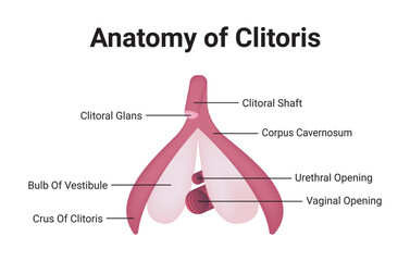Anatomy of Clitoris Medical Vector Illustration