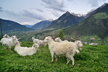 Obraz premium Schafherde in Südtirol
