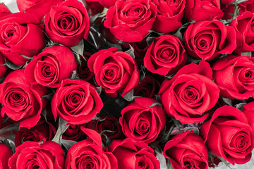 Red roses close up top view. Background of roses
