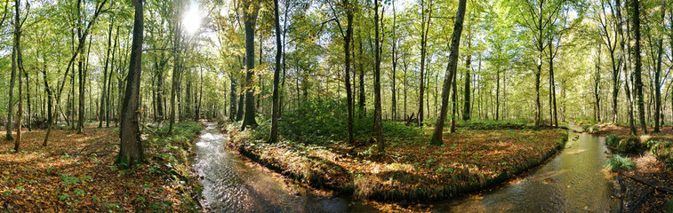 Fototapeta na wymiar Wald mit Bach im Herbst - Waldlandschaft in Deutschland Panorama