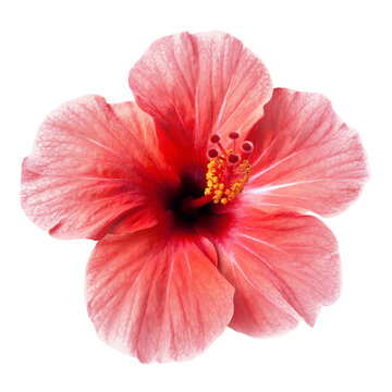 tender pink hibiscus flower isolated