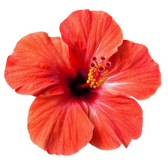 bright red hibiscus flower isolated - obrazy, fototapety, plakaty