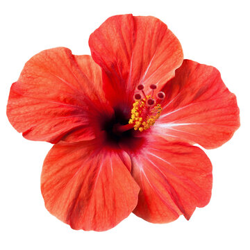 bright red hibiscus flower isolated