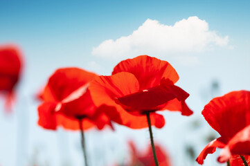 Red poppy flowers against the blue sky.