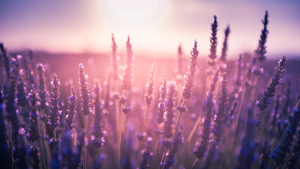 Blooming lavender flowers at sunset in Provence, France.