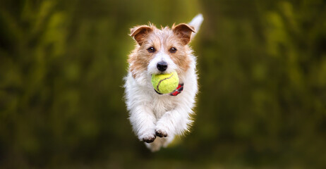 Playful happy pet dog playing, running and bringing a tennis toy ball. Puppy training banner with copy space. Jack russell terrier. - obrazy, fototapety, plakaty