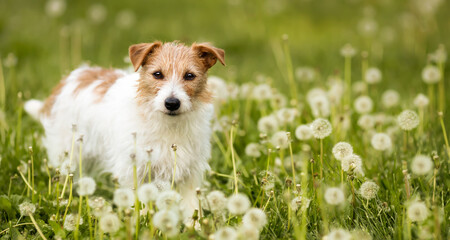 Happy healthy jack russell terrier dog in a dandelion blowball flower herb field. Pet in the nature banner.