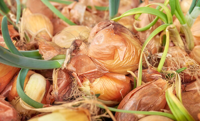 Picture of organic sprouting onion, selective focus.