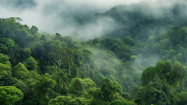 Beautiful tropical rainforest with fog in the morning.Nature background.Climate solutions carbon credit concept.Concept of carbon trading market. © Emmy Ljs