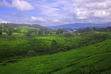 Fototapeta na wymiar beautiful view of tea plantations in bandung, west java