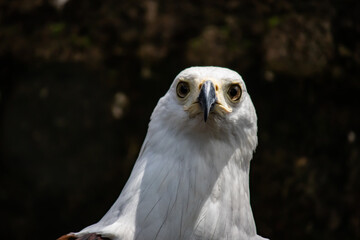 The bald eagle (in Latin: Haliaeetus leucocephalus) is a bird of prey found in North America and Southern African countries, picture taken in Zimbabwe