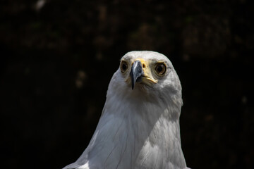 The bald eagle (in Latin: Haliaeetus leucocephalus) is a bird of prey found in North America and Southern African countries, picture taken in Zimbabwe