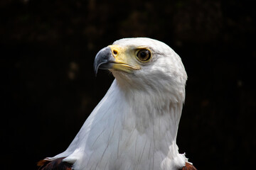 The bald eagle (in Latin: Haliaeetus leucocephalus) is a bird of prey found in North America and Southern African countries, picture taken in Zimbabwe
