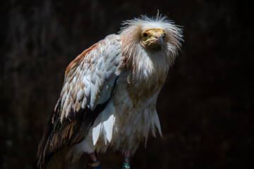 Portrait of Egyptian Vulture, Odd-looking, pale, medium-sized vulture with a bare, solemn-looking yellow face. The bill is narrow with a black tip