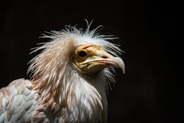 Portrait of Egyptian Vulture, Odd-looking, pale, medium-sized vulture with a bare, solemn-looking yellow face. The bill is narrow with a black tip