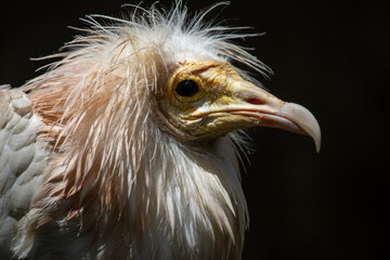 Portrait of Egyptian Vulture, Odd-looking, pale, medium-sized vulture with a bare, solemn-looking yellow face. The bill is narrow with a black tip