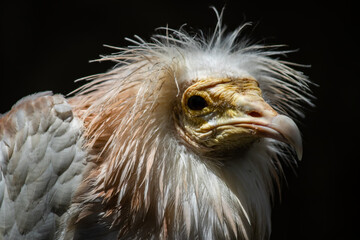 Portrait of Egyptian Vulture, Odd-looking, pale, medium-sized vulture with a bare, solemn-looking yellow face. The bill is narrow with a black tip