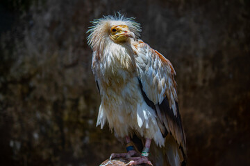 Portrait of Egyptian Vulture, Odd-looking, pale, medium-sized vulture with a bare, solemn-looking yellow face. The bill is narrow with a black tip
