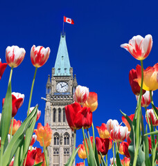 Canadian Parliament Tower surrounded by tulips in spring, Ottawa, Canada