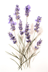 lavender pressed dried flowers in the style of watercolor on a white background - 2:3