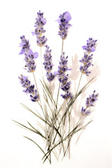 Obraz premium lavender pressed dried flowers in the style of watercolor on a white background - 2:3