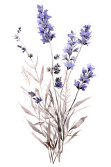 lavender pressed dried flowers in the style of watercolor on a white background - 2:3