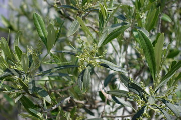 Close-up leaves from an olive tree