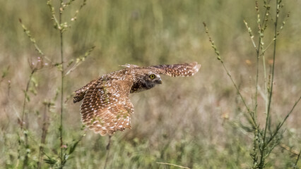 Burrowing Owl in flight in Cape Coral Florida USA