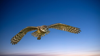 Burrowing Owl flying in a blue sky in Cape Coral Florida USA
