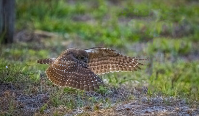 Burrowing Owl in flight in Cape Coral Florida USA
