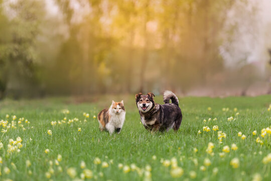 fluffy friends cat and dog run through a sunny meadow on the grass on a spring day