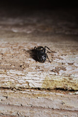close-up. A black woodworm ant on the surface of a tree.